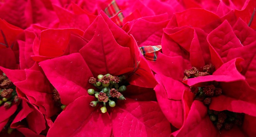 Christmas Floral Demonstration by Solihull Flower Club