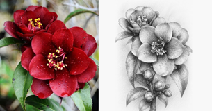 Studio Kavachi: Floral Drawing Course